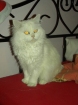 Hübscher 2 jähriger Highlander Britisch Langhaar Kater sucht liebevolles Zuha