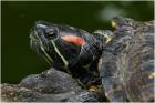 Biete weibliche Rotwangen-Schmuckschildkröte n Trachemys scripta elegans